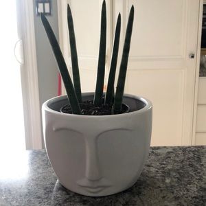 Face pot